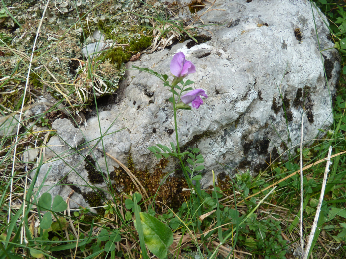 Vicia pyrenaïca Pourret