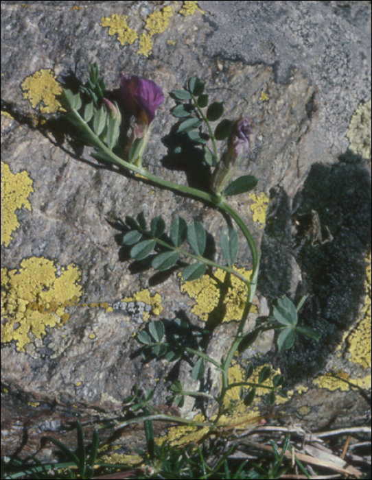 Vicia pyrenaïca Pourret
