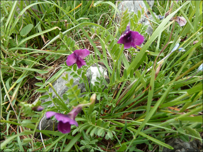 Vicia pyrenaïca Pourret