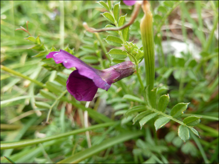 Vicia pyrenaïca Pourret