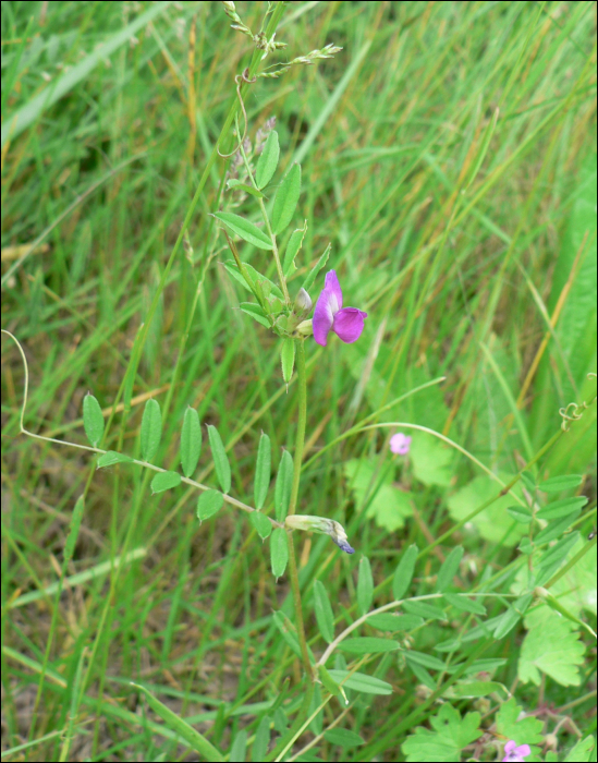 Vicia sativa