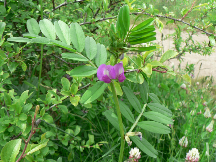 Vicia sativa