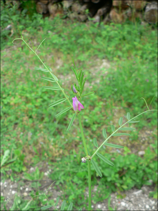 Vicia sativa