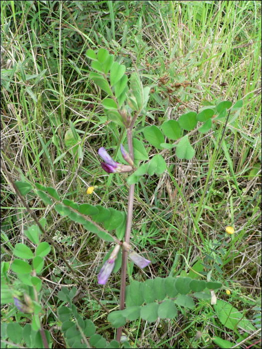 Vicia sativa