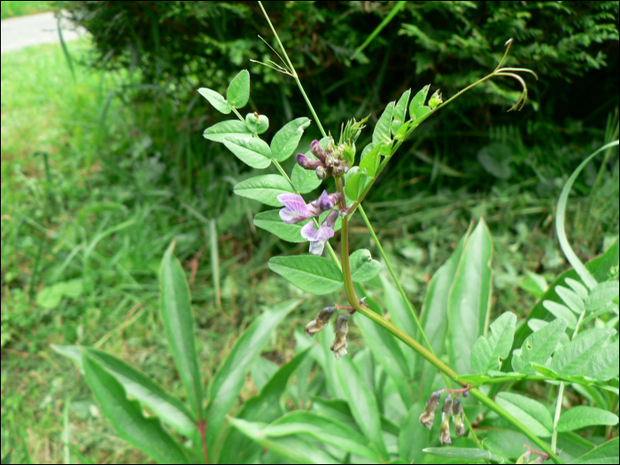 Vicia sepium L.