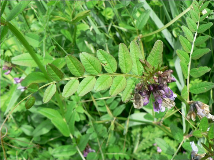 Vicia sepium L.