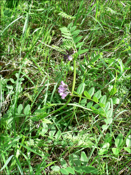 Vicia sepium L.