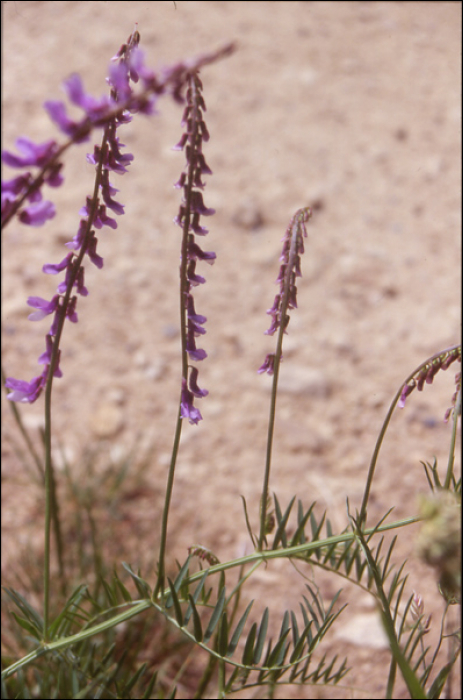 Vicia tenuifolia