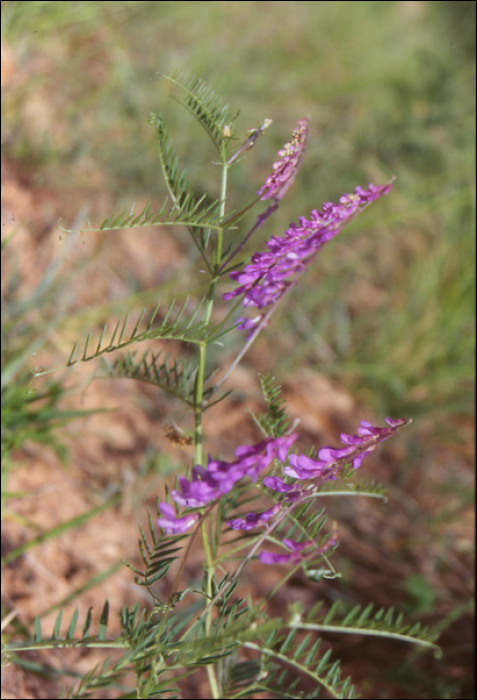 Vicia tenuifolia