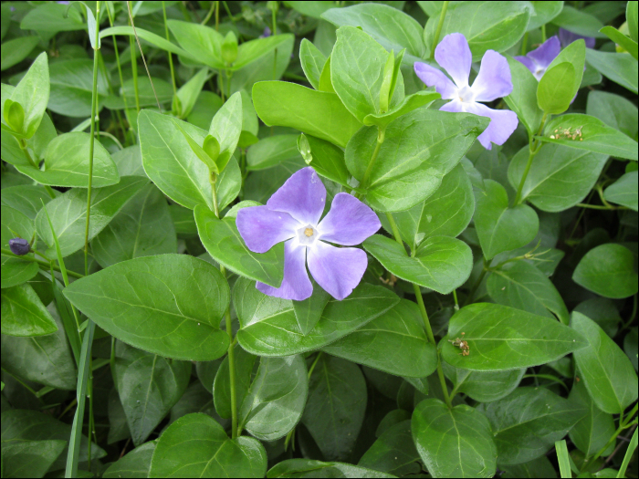 Vinca major