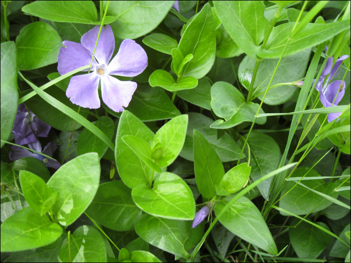 Vinca major