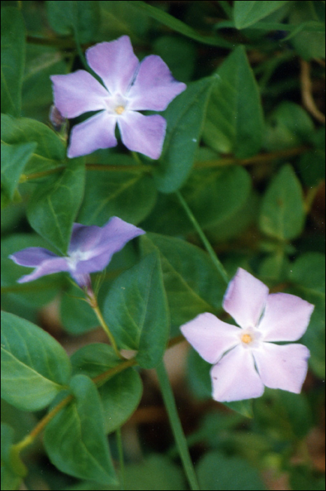 Vinca minor L.