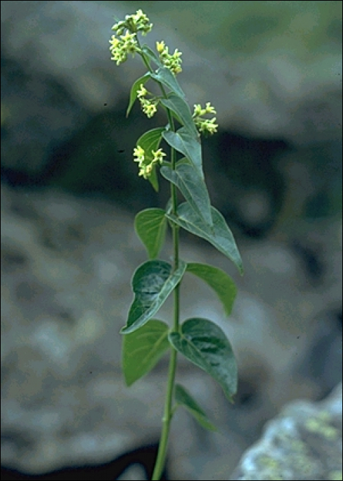 Vincetoxicum hirundinaria Medikus (=V. officinale) 