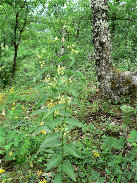 Vincetoxicum hirundinaria Medikus (=V. officinale) 