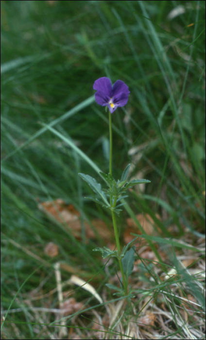 Viola alpina