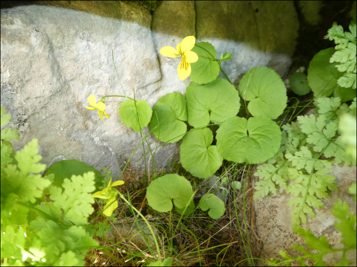 Viola biflora L.