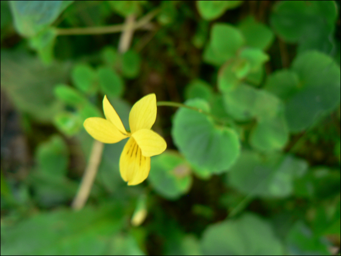 Viola biflora L.