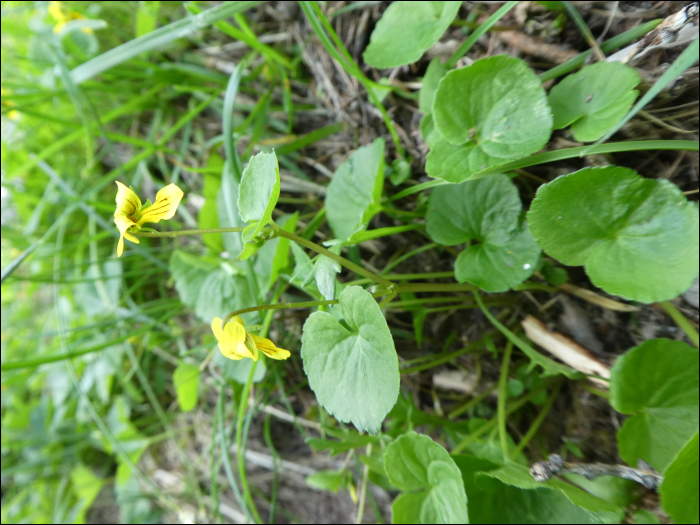 Viola biflora L.