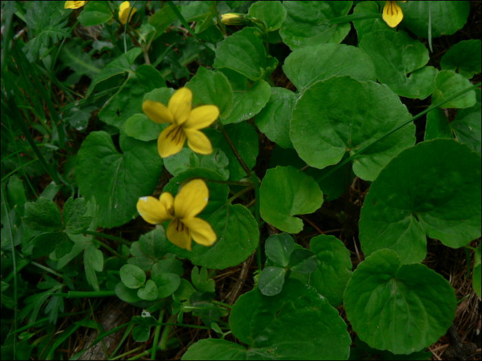 Viola biflora L.