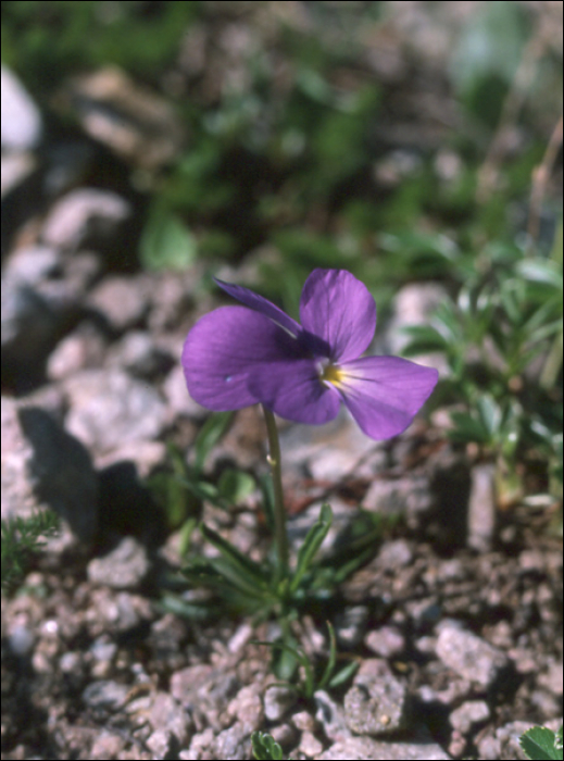 Viola calcarata L.