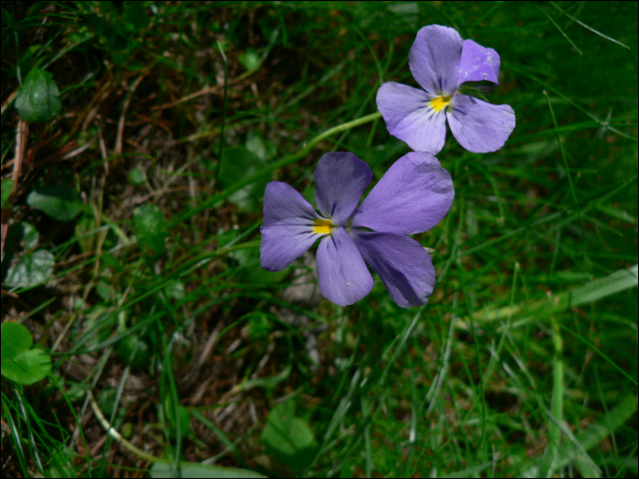 Viola calcarata L.