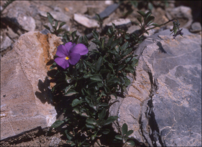 Viola cenisia L.