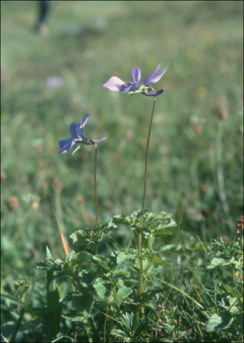 Viola cornuta L.