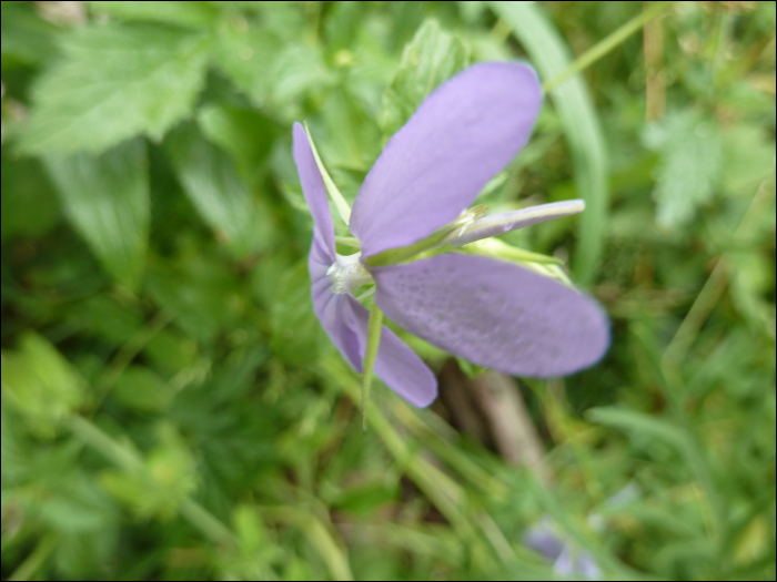 Viola cornuta L.