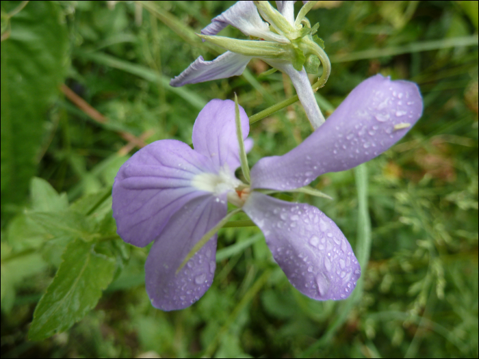 Viola cornuta L.