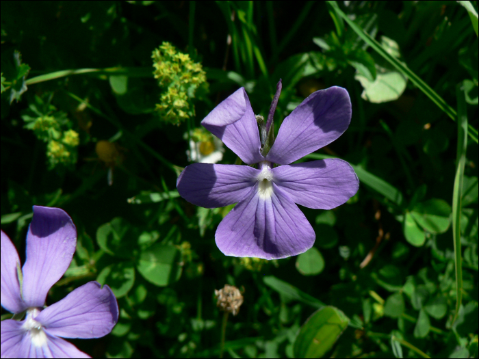 Viola cornuta L.