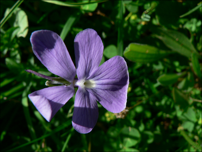 Viola cornuta L.