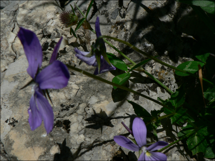 Viola cornuta L.