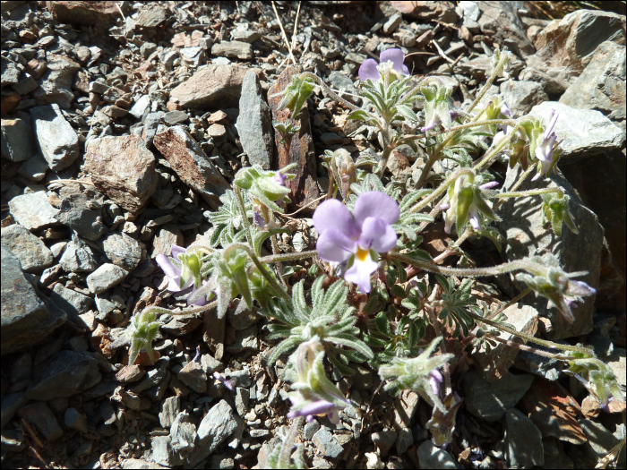 Viola diversifolia