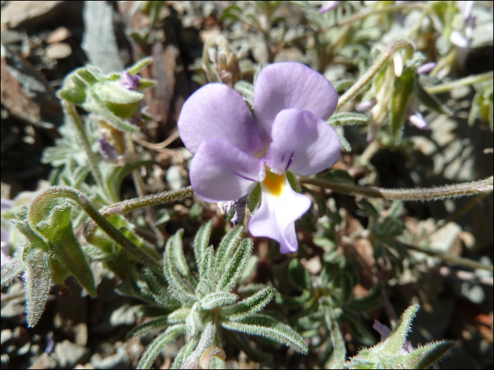 Viola diversifolia