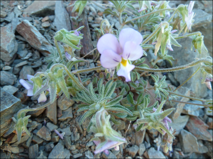 Viola diversifolia