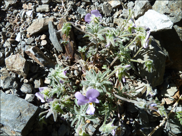 Viola diversifolia