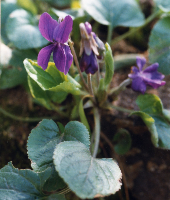 Viola hirta