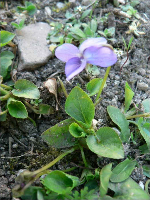 Viola odorata L.