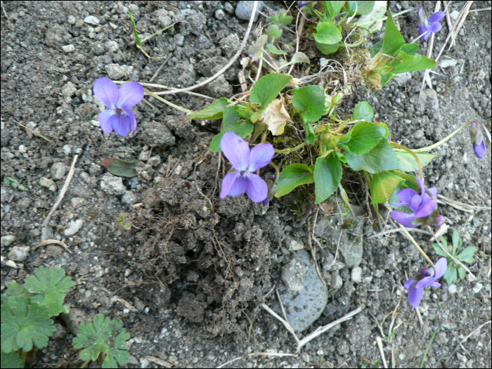 Viola odorata L.