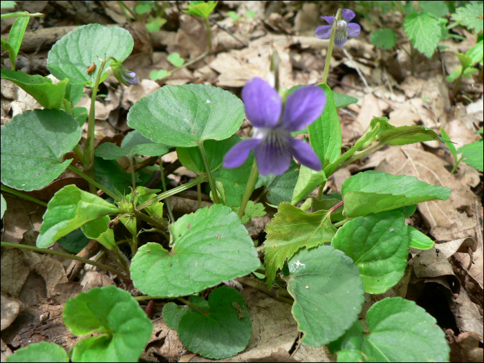 Viola odorata L.