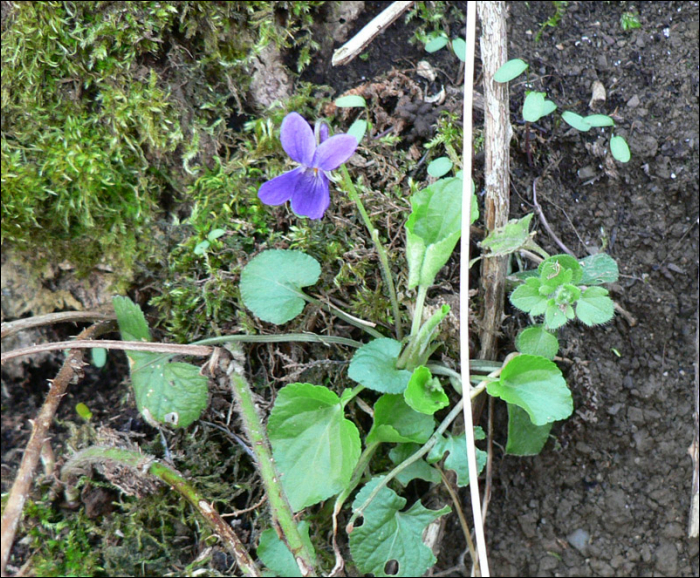 Viola odorata L.