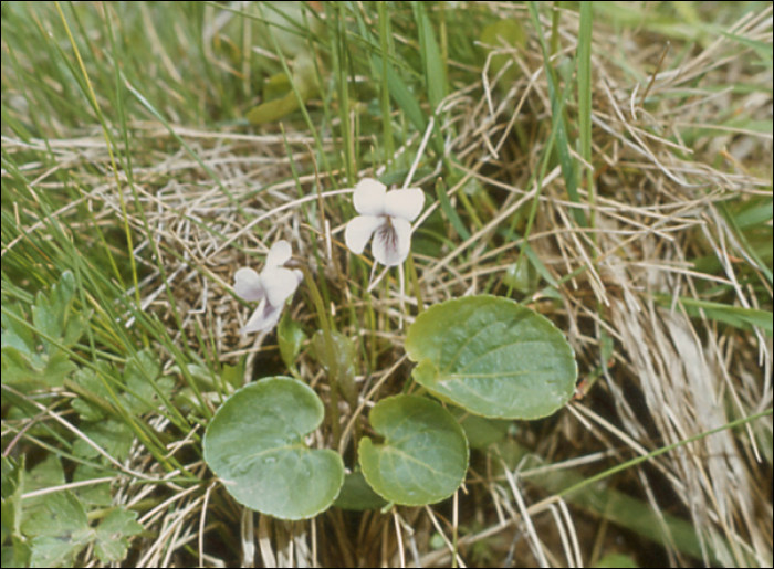 Viola palustris L.