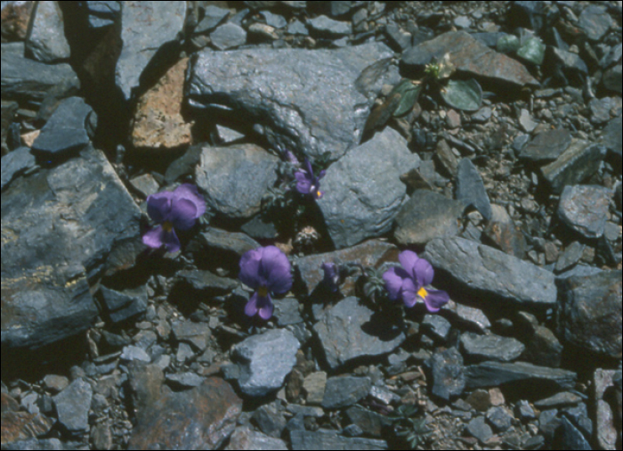 Viola pyrenaïca DC