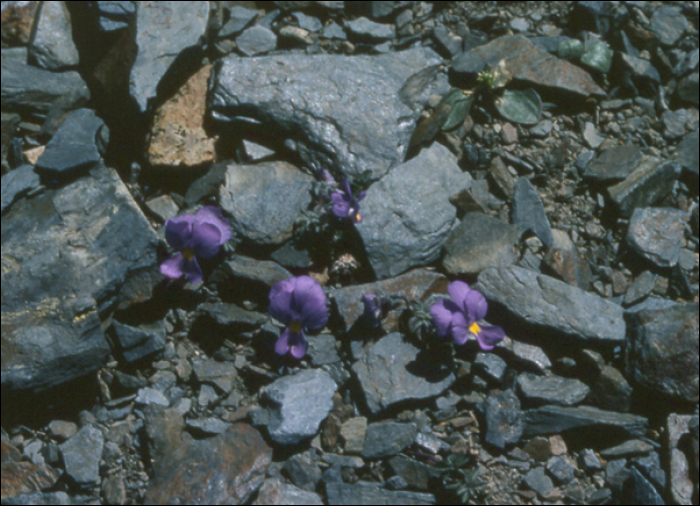 Viola pyrenaïca DC