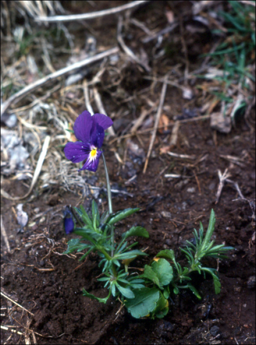Viola tricolor L.