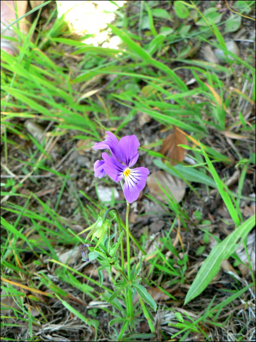 Viola tricolor L.