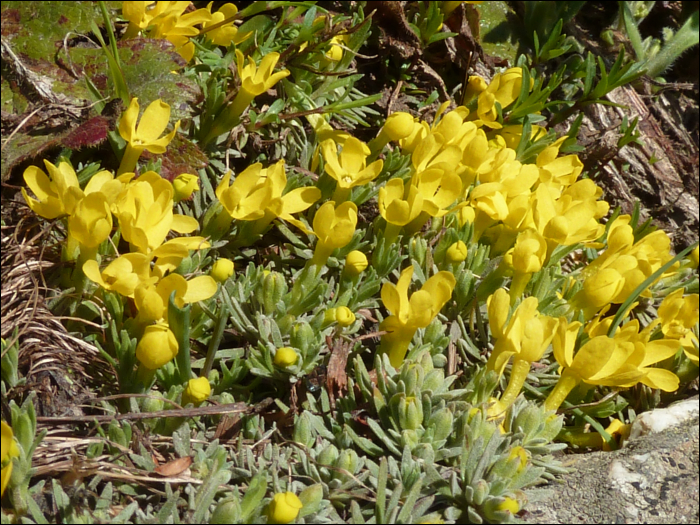 Vitaliana primuliflora Bertol. (=Gregoria vitaliana)