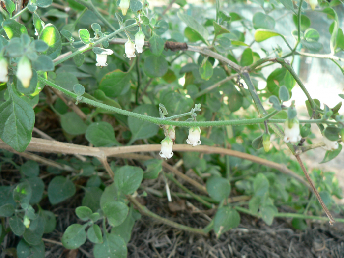 Withania frutescens