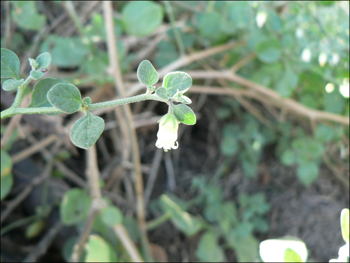 Withania frutescens