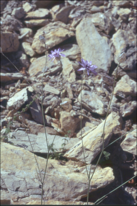 Xeranthemum inapertum Miller